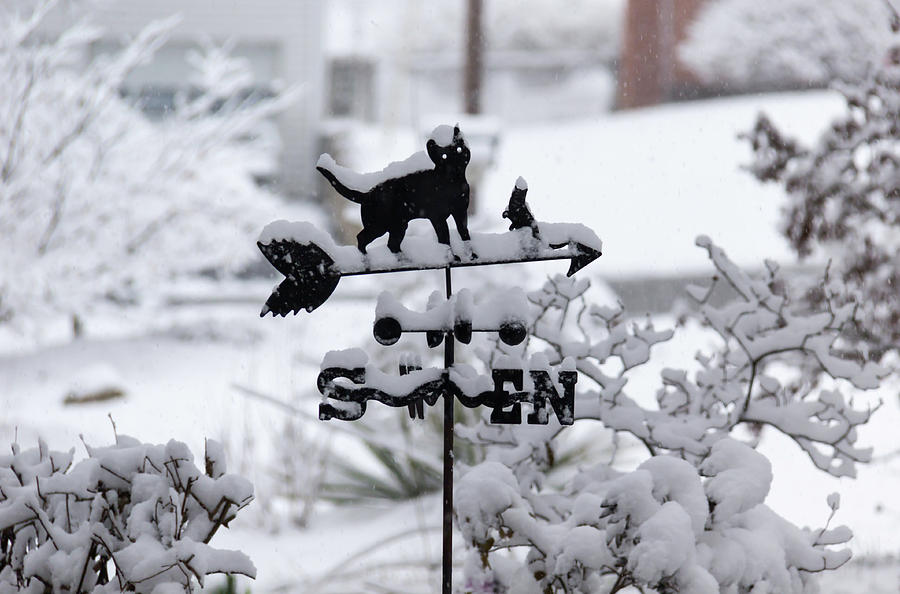 Winter in Spring Cat Weathervane Photograph by Teresa Mucha