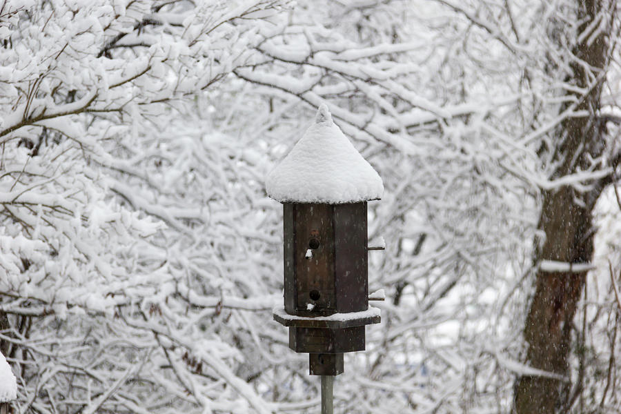 Winter in Spring Copper Bird Feeder Photograph by Teresa Mucha