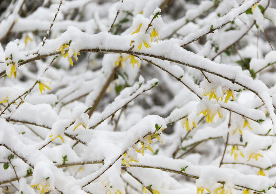 Winter in Spring Forsythia 1 Photograph by Teresa Mucha