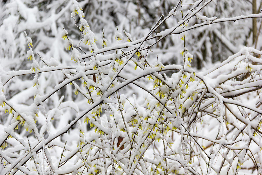 Winter in Spring Forsythia 3 Photograph by Teresa Mucha