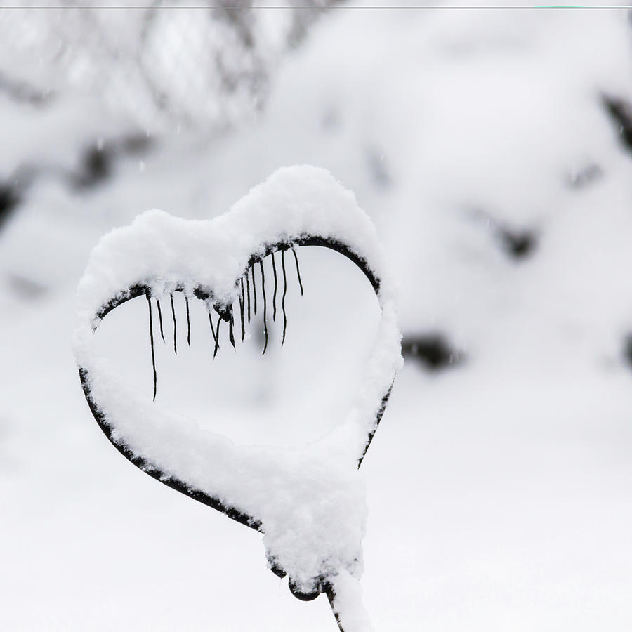 Winter in Spring Frozen Heart Photograph by Teresa Mucha