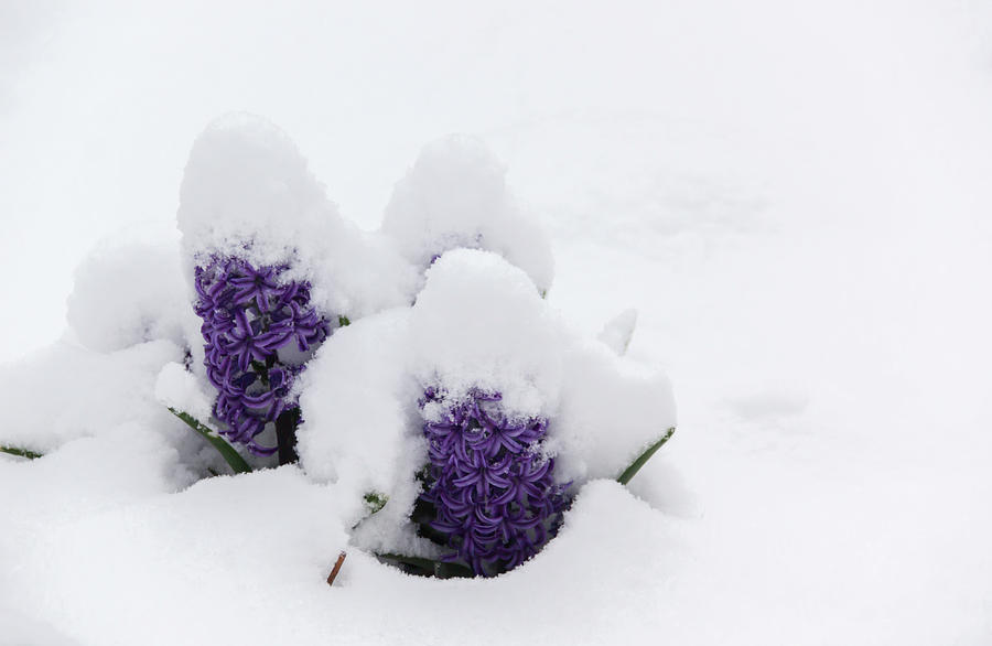 Winter in Spring Hyacinth Photograph by Teresa Mucha