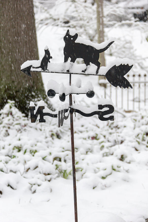 Spring Photograph - Winter in Spring Kitty Weathervane by Teresa Mucha