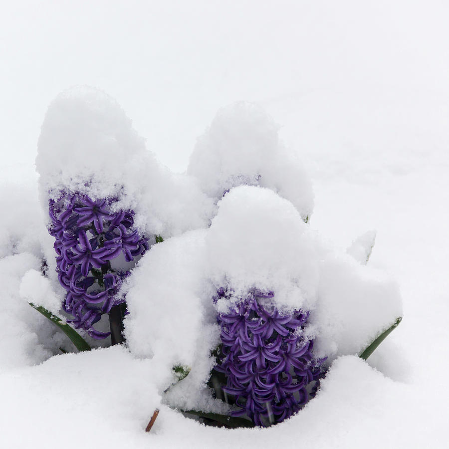 Winter in Spring Purple Hyacinth Squared Photograph by Teresa Mucha