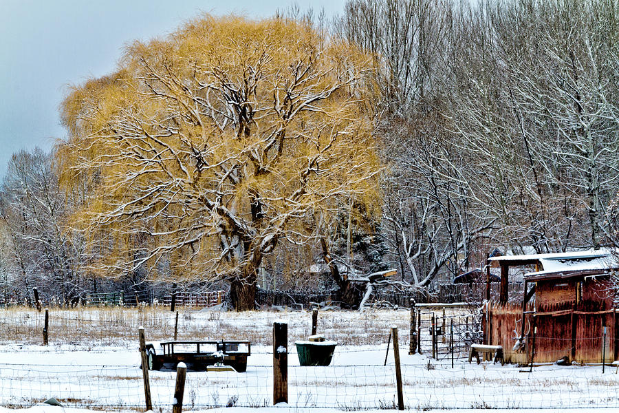 Tree Photograph - Winter in Taos by Robert Woodward