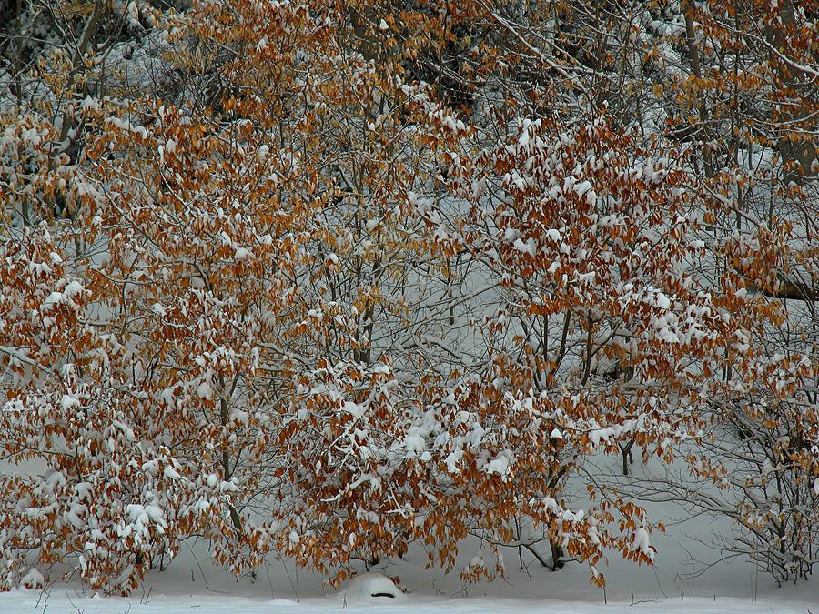 Winter In The Arboretum Photograph