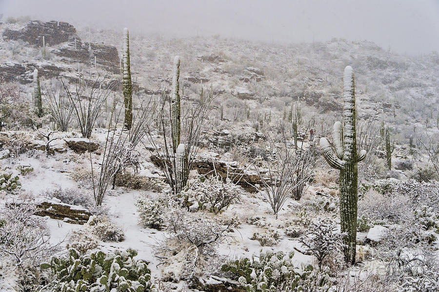 Saguaro National Park Photograph - Winter In The Desert by Sandra Bronstein