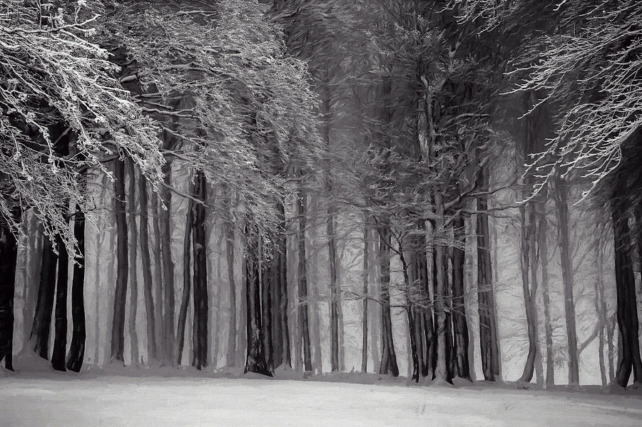 Winter in the Forest 2 Digital Art by Roy Pedersen