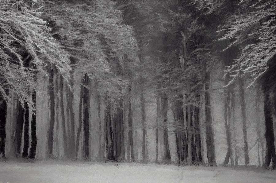 Winter in the Forest 3 Digital Art by Roy Pedersen