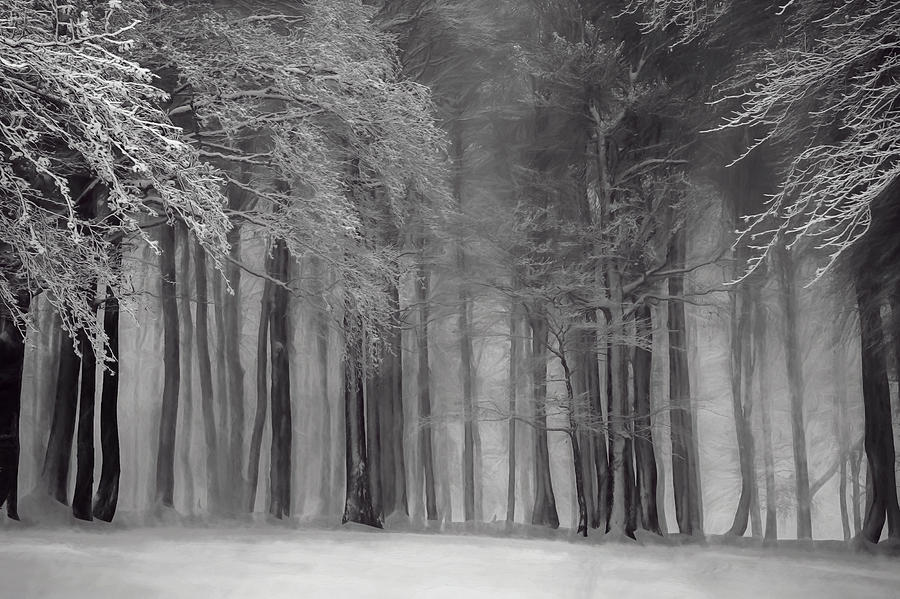 Winter in the Forest Digital Art by Roy Pedersen
