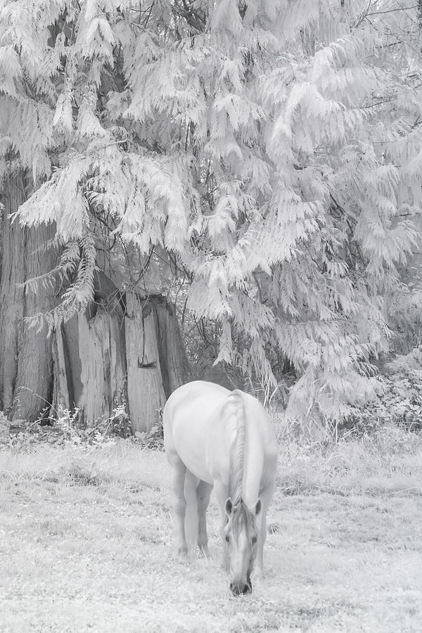 Winter In The Meadow Photograph by Wes and Dotty Weber