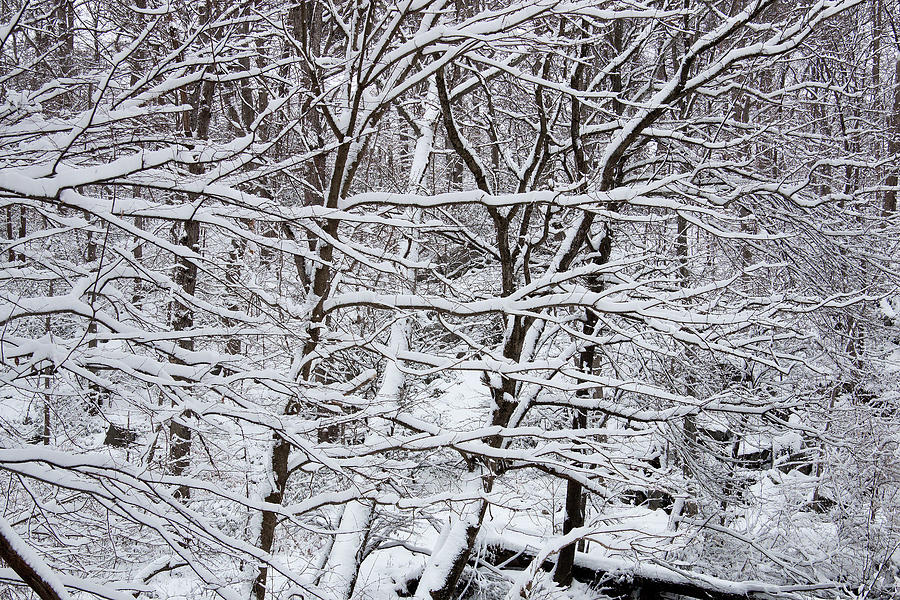 Winter in Virginia - A Frozen Forest near Springfield Photograph by Riccardo Forte