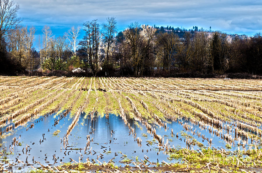 Winter in Washington Fields Photograph by Clayton Bruster