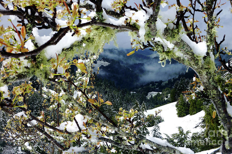 Winter Into Spring Photograph by JoAnn SkyWatcher