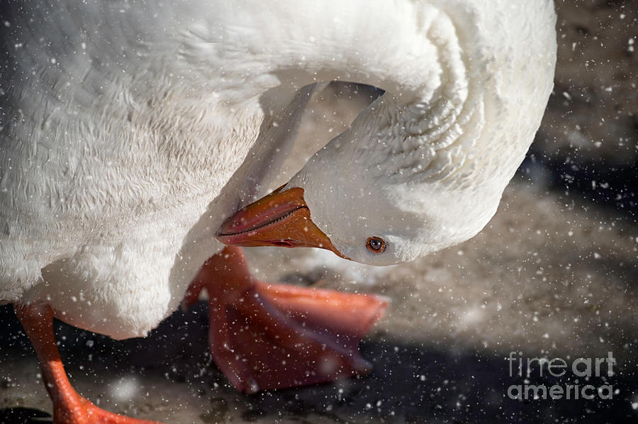 Duck Photograph - Winter Is My Favorite Time Of Year by Susan Warren