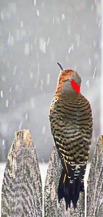 Woodpecker NOT Snowbird Photograph by Lori Lafargue