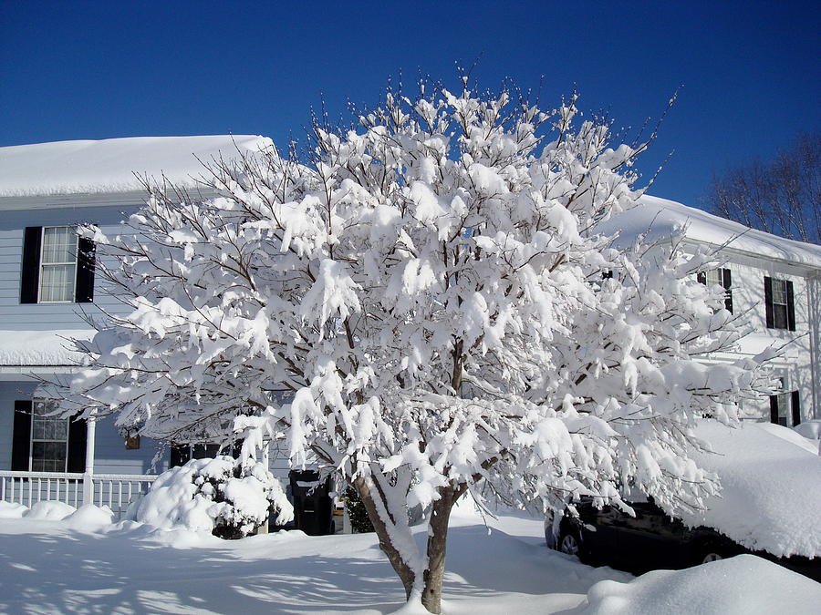 Winter Photograph - Winter Japanese Maple by Arlane Crump