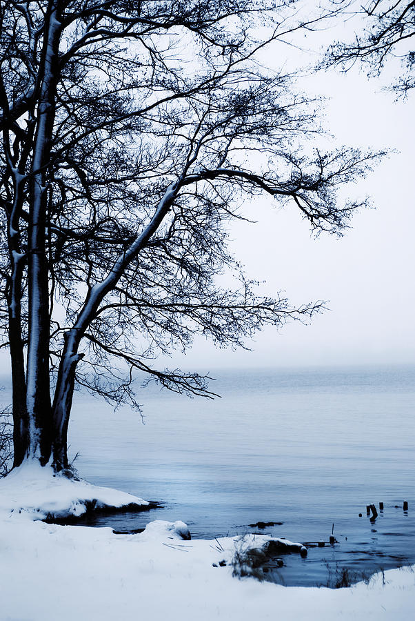Winter Photograph - Winter by Art of Invi