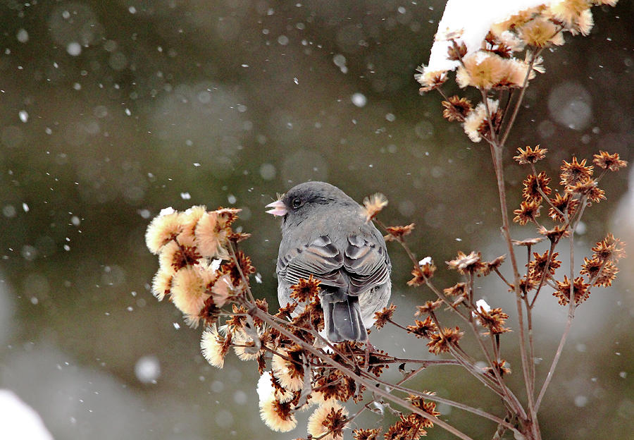 Winter Junco Photograph by Debbie Oppermann