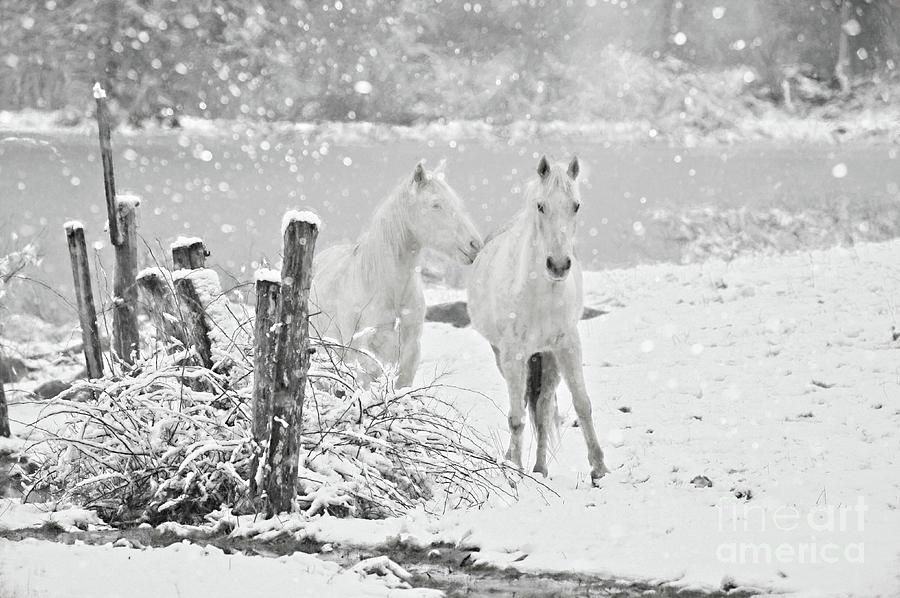Winter Kiss Photograph by Benanne Stiens