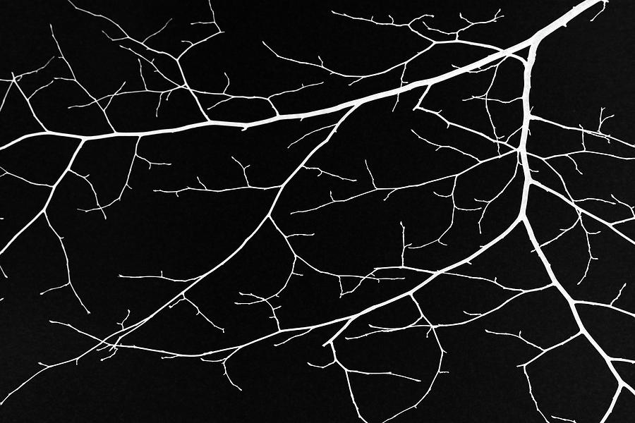 Winter Lace 5 Inverted Photograph by Mary Bedy
