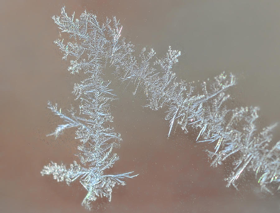 Winter Lace Photograph by Lara Ellis