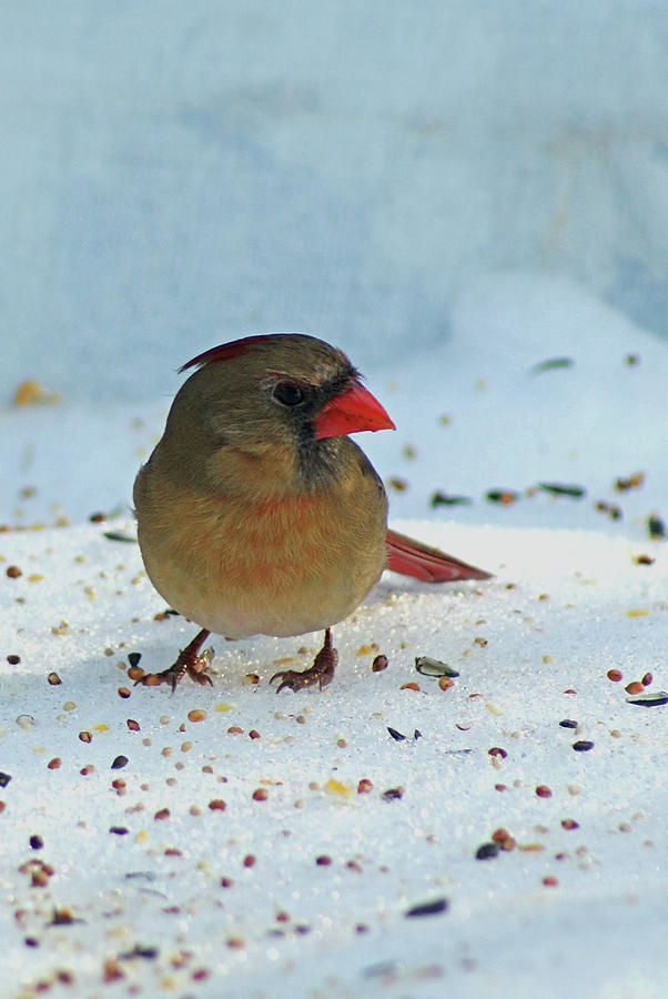 Winter Lady Cardinal Photograph by Margie Avellino