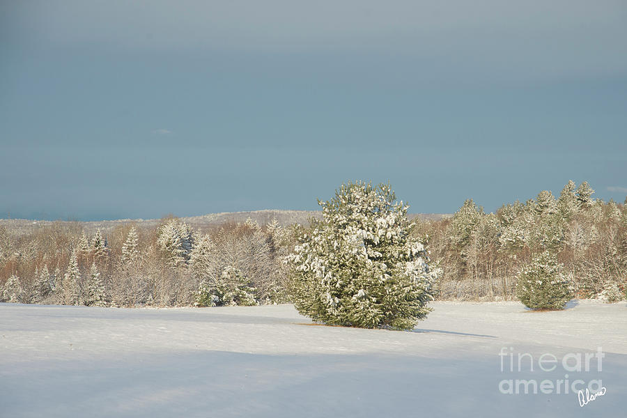 Winter Landscape Photograph by Alana Ranney