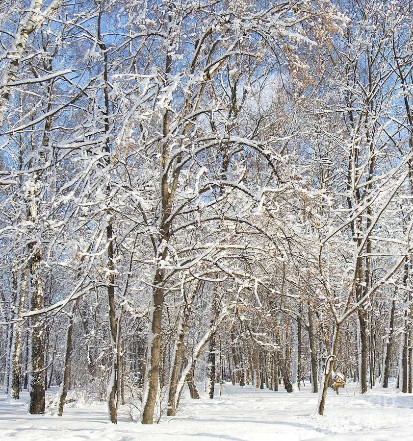 Winter landscape Photograph by Irina Afonskaya - Fine Art America