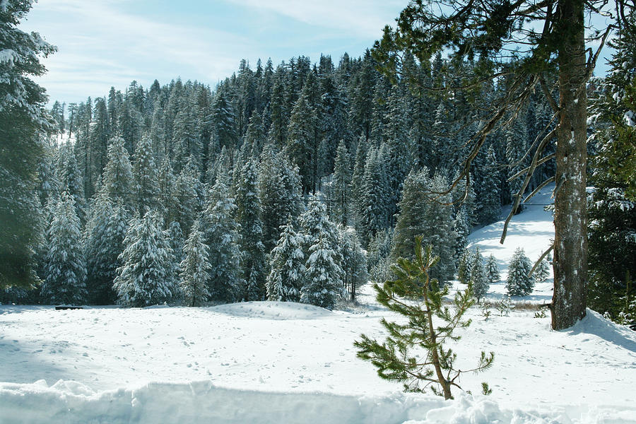 Winter landscape. Pine trees forest Photograph by Masha Batkova