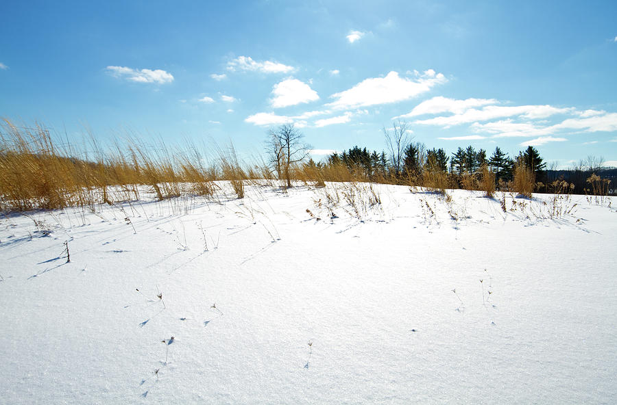 Winter Photograph - Winter Landscape by Tim Fitzwater