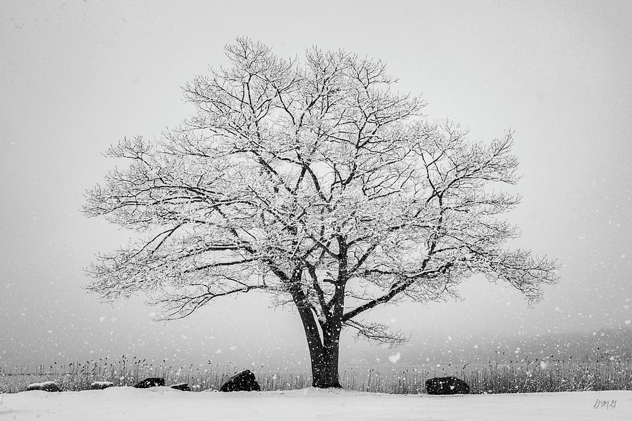 Black And White Photograph - Winter Landscape VI BW by David Gordon
