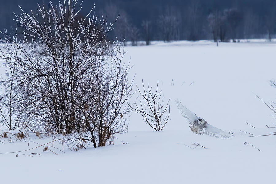 Wildlife Photograph - Winter Landscape with Snowy Owl hunting by Mircea Costina Photography
