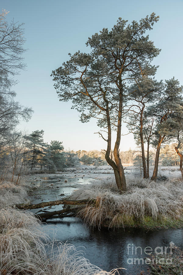 Winter Photograph - Winter Landscape With Trees And Water by Compuinfoto