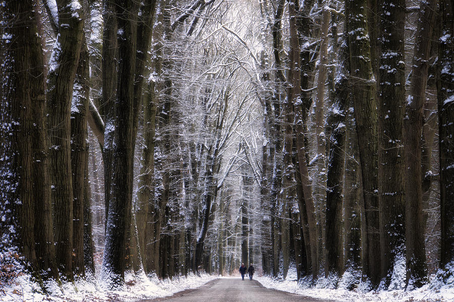 Winter Photograph - Winter Lane by Martin Podt