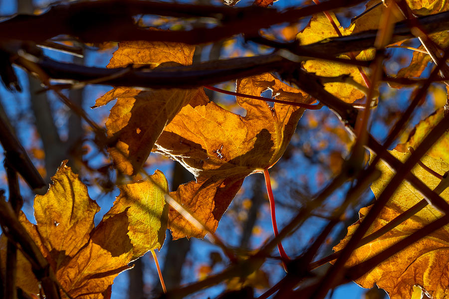 Winter Leaf Photograph by Derek Dean