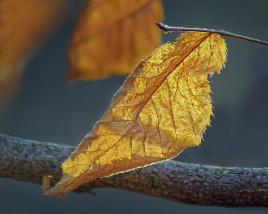 Winter Leaf Photograph by Nikolyn McDonald