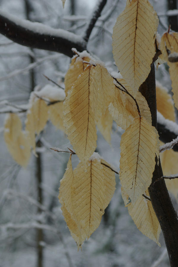 Nature Photograph - Winter Leaves 1 by Eric Workman