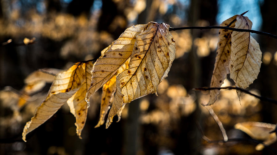 Winter Leaves Left Photograph by Glenn DiPaola