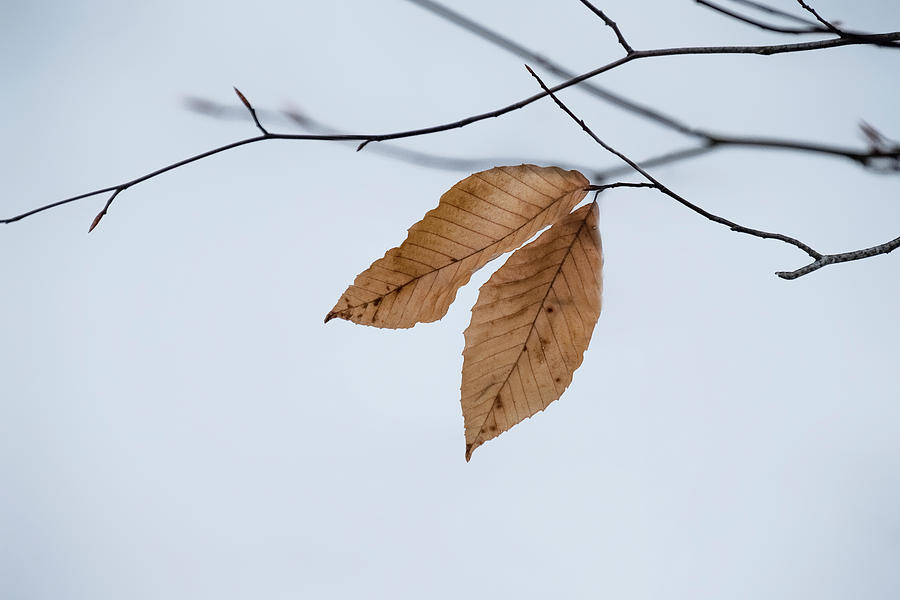 Winter Leaves Photograph by Tom Singleton