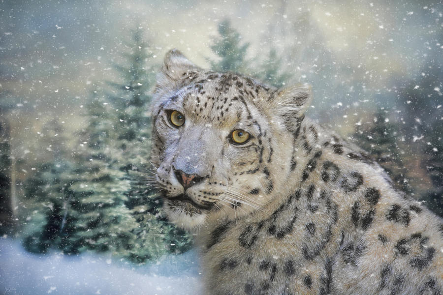 Winter Leopard Photograph by Jai Johnson