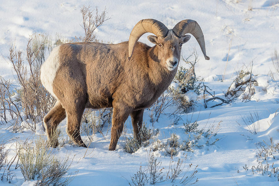 Winter Light On Big-Horn Ram Photograph by Yeates Photography