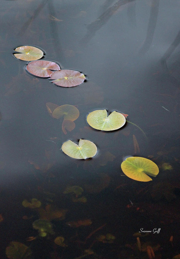 Winter Lily Pads II Photograph by Suzanne Gaff