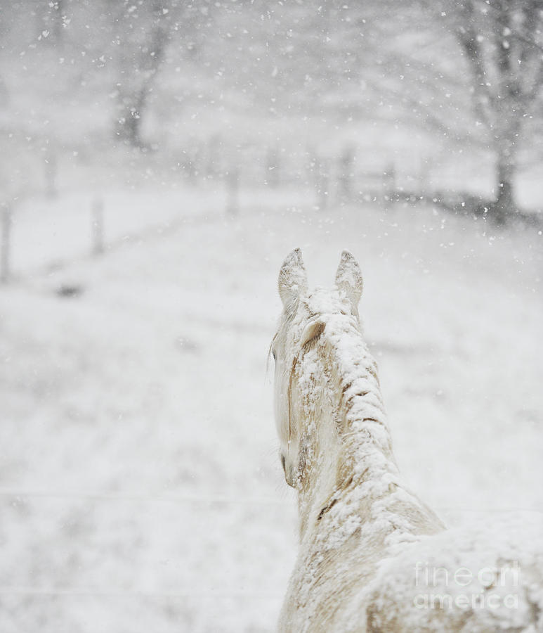Winter Lipizzan Photograph by Carien Schippers