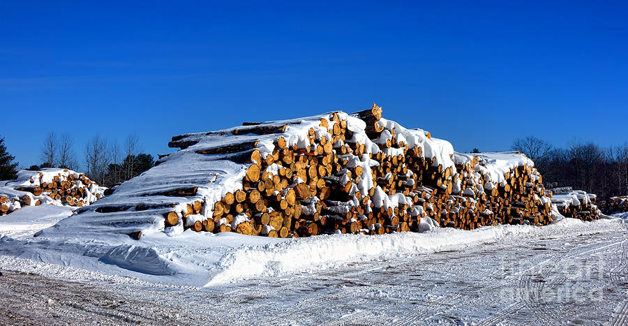 Winter Photograph - Winter Logs by Olivier Le Queinec