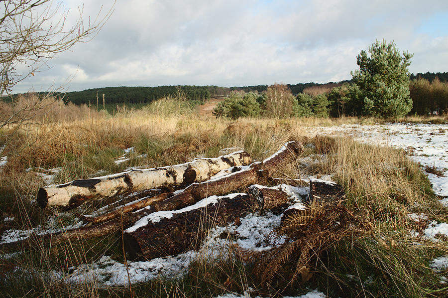 Winter Logs On Hednesford Hills Photograph by Adrian Wale