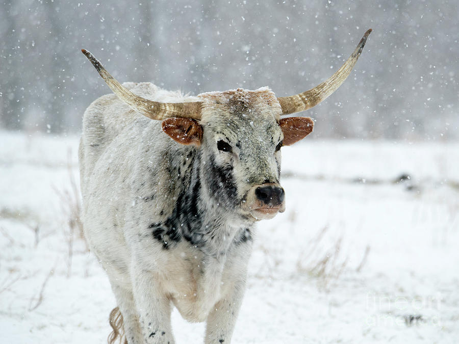 Winter Longhorn Photograph by Michael Dawson