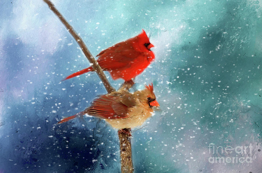 Cardinal Photograph - Winter Love by Darren Fisher