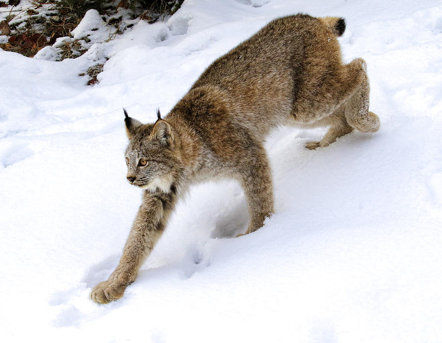 Winter Lynx Photograph by Steve McKinzie - Fine Art America