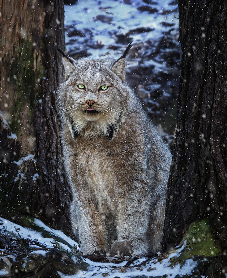 Winter Lynx Photograph by Tracy Munson
